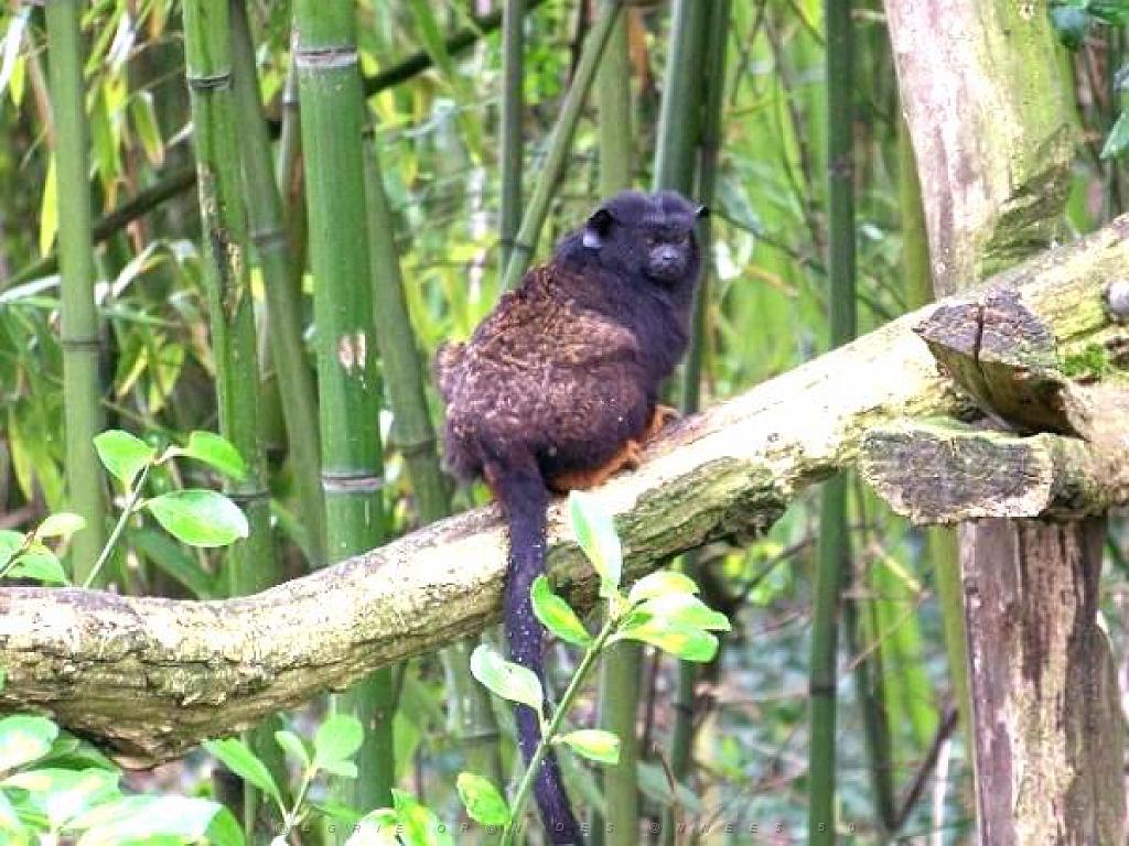 149 BIO PARC DE DOUE LA FONTAINE 5- 2016_000016.jpg